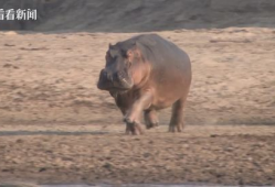 河马视频,探索未知，畅游视觉盛宴